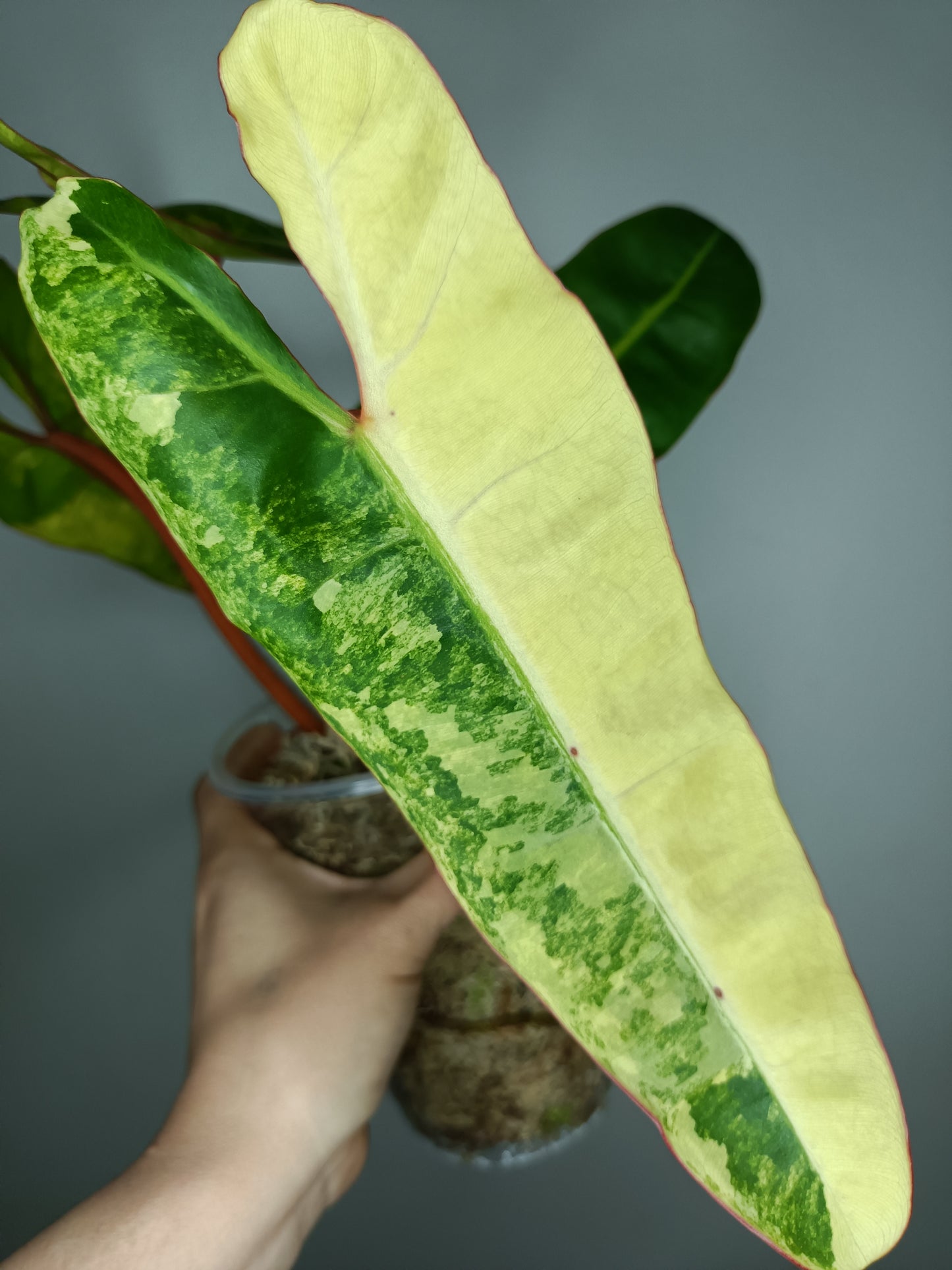 Billietae Variegated B1 Free PSS