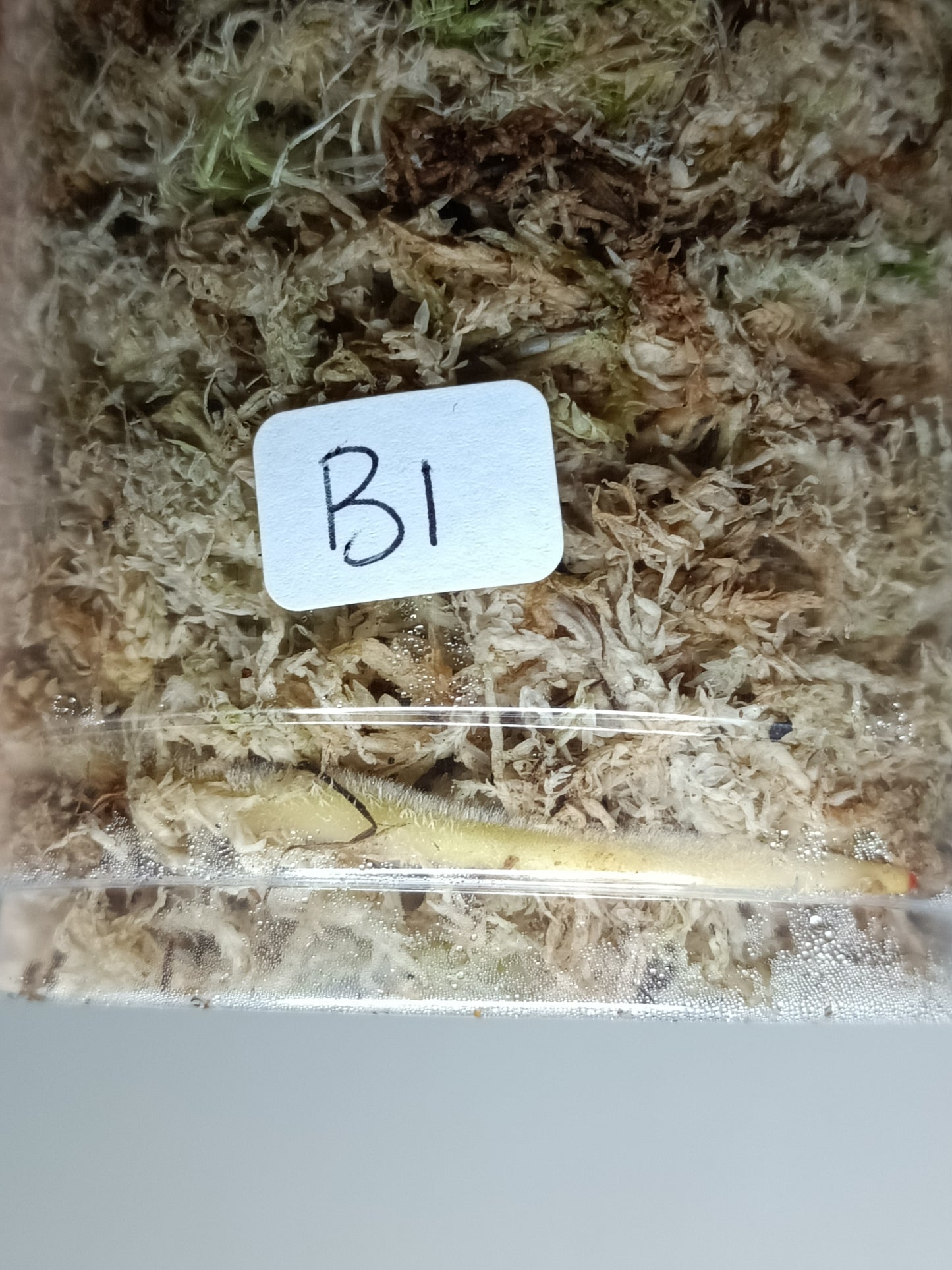 Billietae Variegated B1 Free PSS