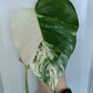 Monstera Albo single leaf top cut