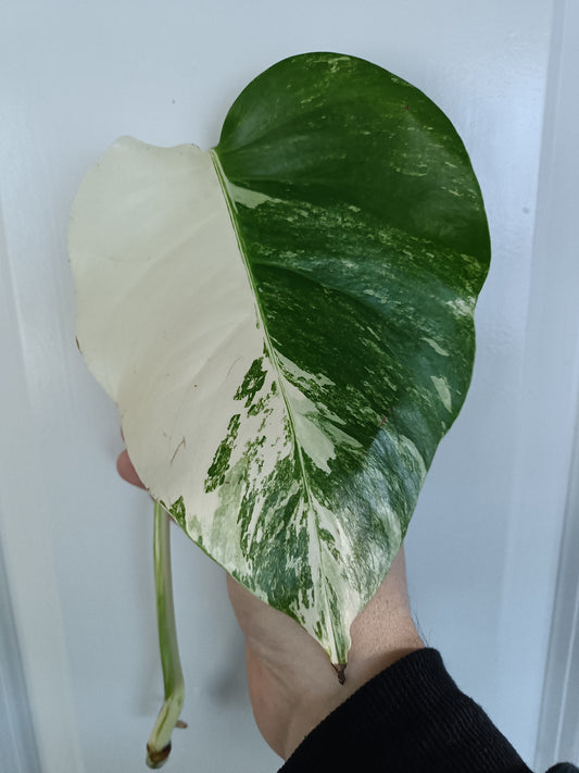 Monstera Albo single leaf top cut