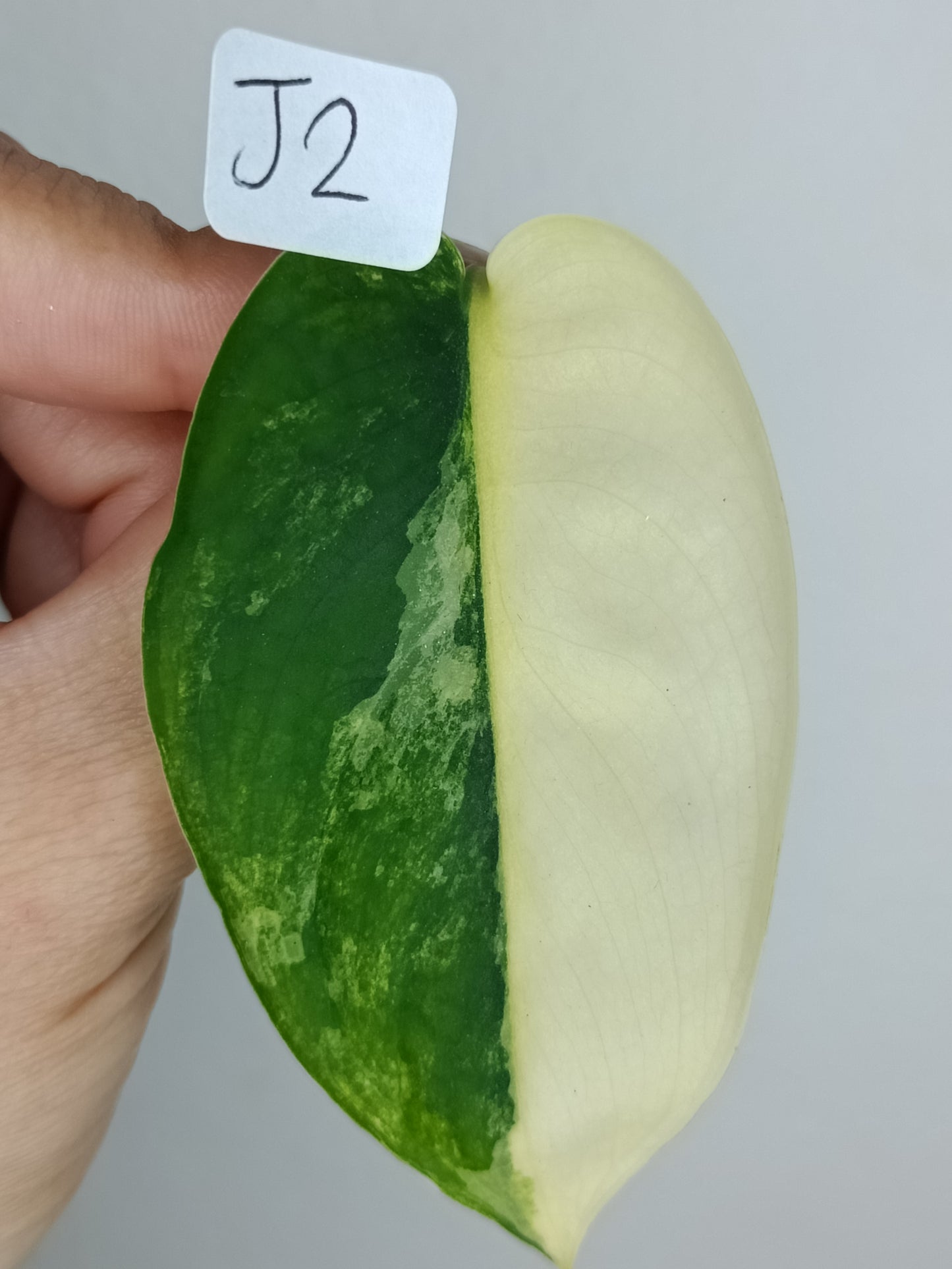 Scindapsus Jade Satin Variegated #2- Austin Harding