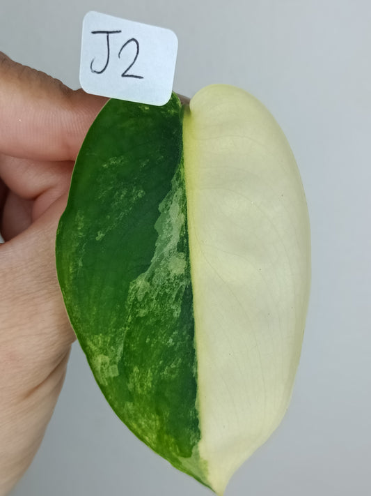 Scindapsus Jade Satin Variegated #2- Austin Harding