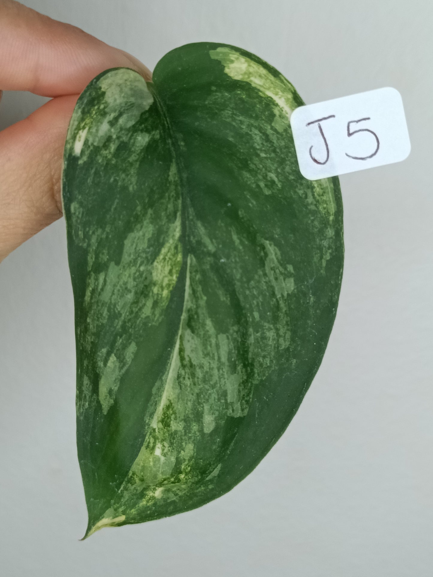 Scindapsus Jade Satin Variegated #5