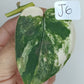 Scindapsus Jade Satin Variegated #6 reserved for Renee Mangum