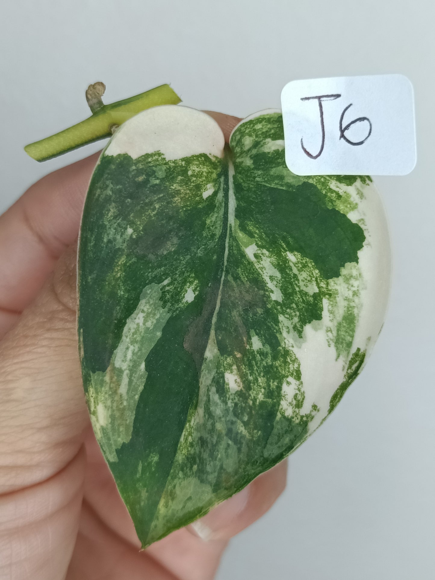 Scindapsus Jade Satin Variegated #6 reserved for Renee Mangum