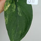 Scindapsus Jade Satin Variegated #11 - Reserved Elizabeth Lansing