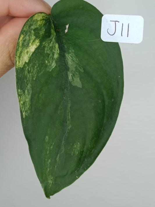 Scindapsus Jade Satin Variegated #11 - Reserved Elizabeth Lansing