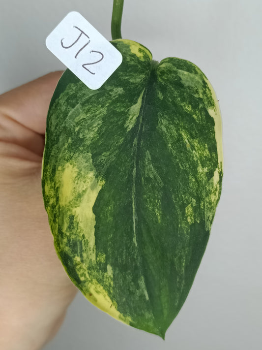 Scindapsus Jade Satin Variegated #12- Reserved LynnMae Pineda