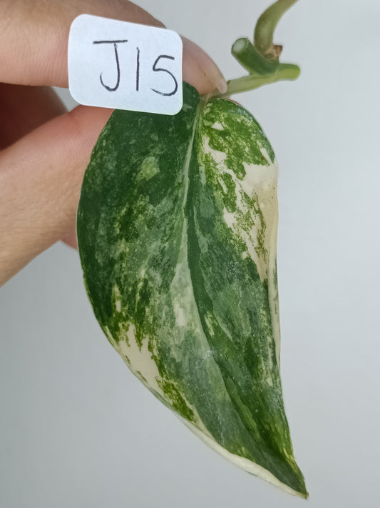 Scindapsus Jade Satin Variegated #15-Shana Merritte