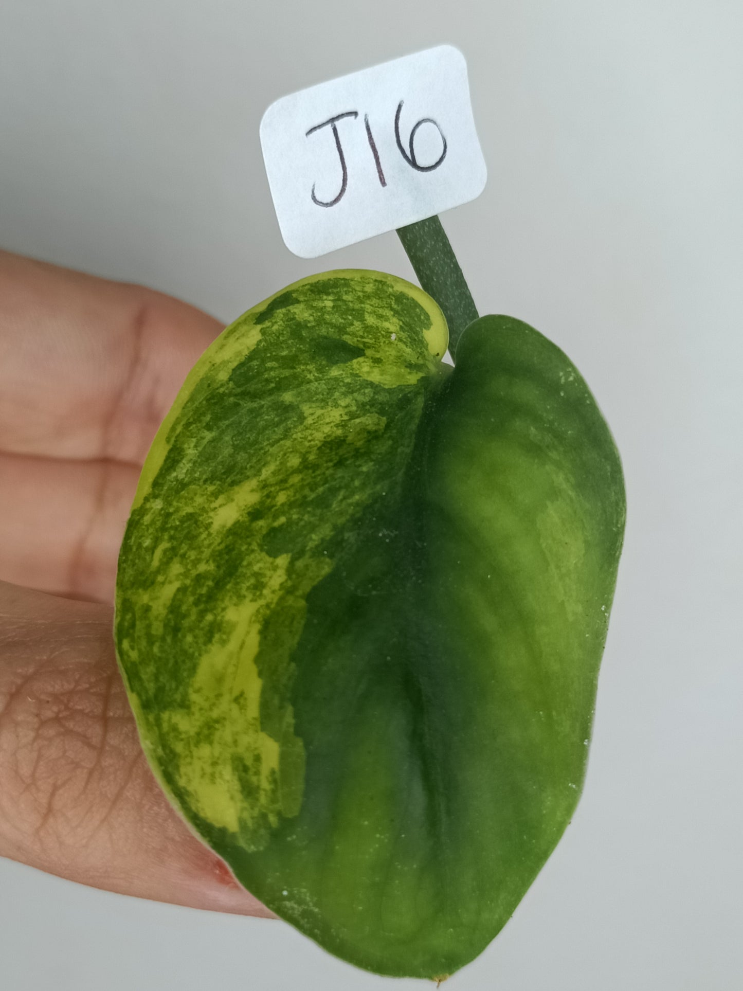 Scindapsus Jade Satin Variegated #16 - Reserved LynnMae Pineda