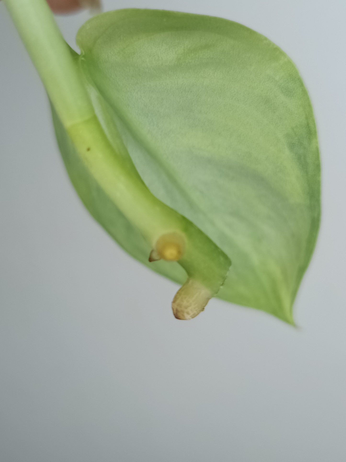 Scindapsus Jade Satin Variegated top cut #19- Austin Harding