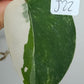 Scindapsus Jade Satin Variegated #22- Traci Akers