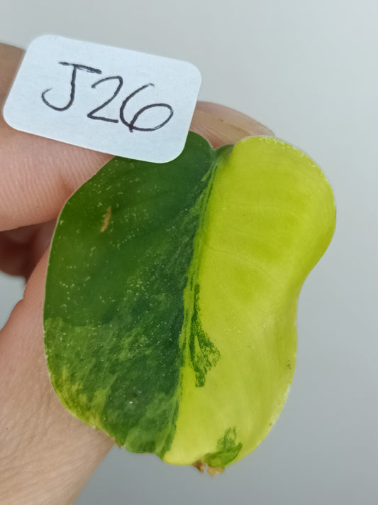 Scindapsus Jade Satin Variegated #26- Reserved Brittanie Devers