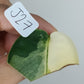 Scindapsus Jade Satin Variegated #27 Free -Michelle Nestor