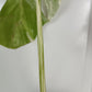 Two leaf M. Albo Top Cut