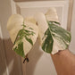 High Colored Monstera Albo Top Cut