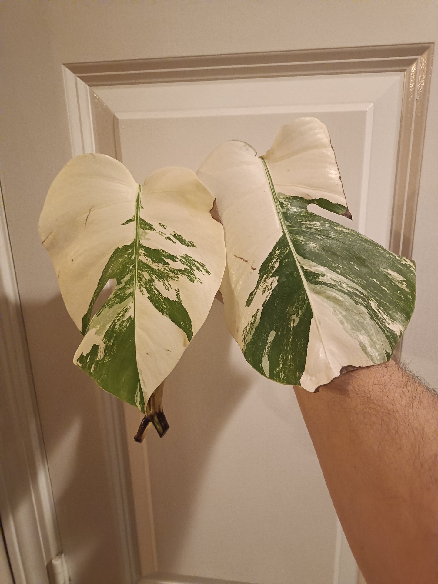 High Colored Monstera Albo Top Cut