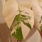 High Colored Monstera Albo Top Cut