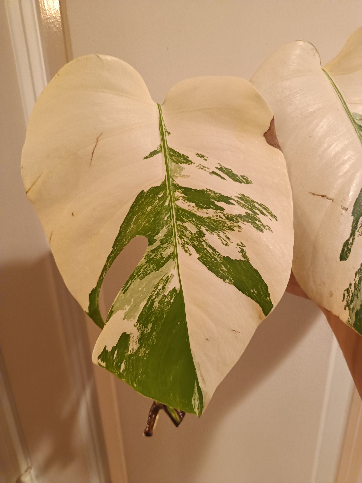 High Colored Monstera Albo Top Cut