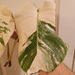 High Colored Monstera Albo Top Cut