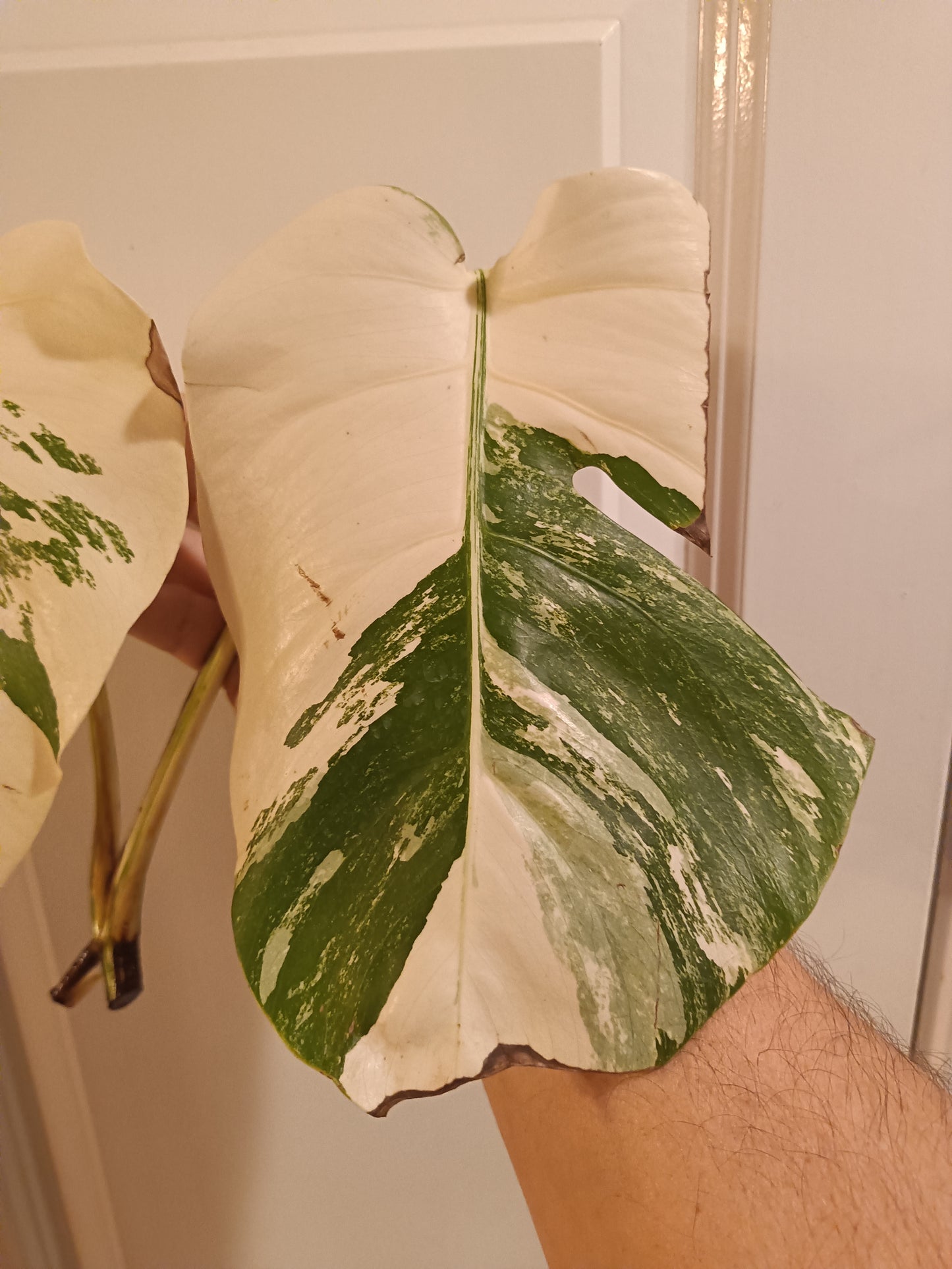 High Colored Monstera Albo Top Cut