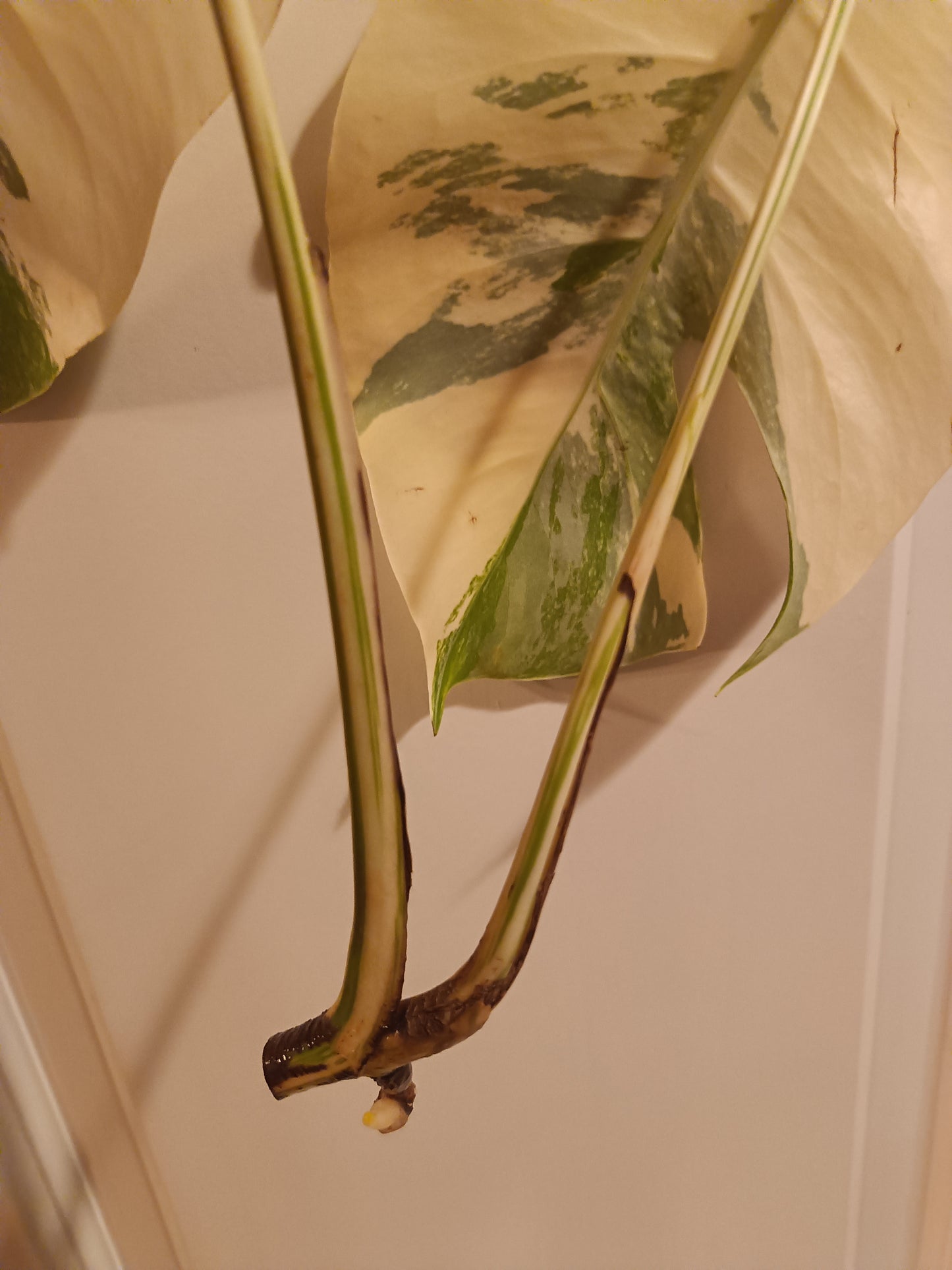 High Colored Monstera Albo Top Cut