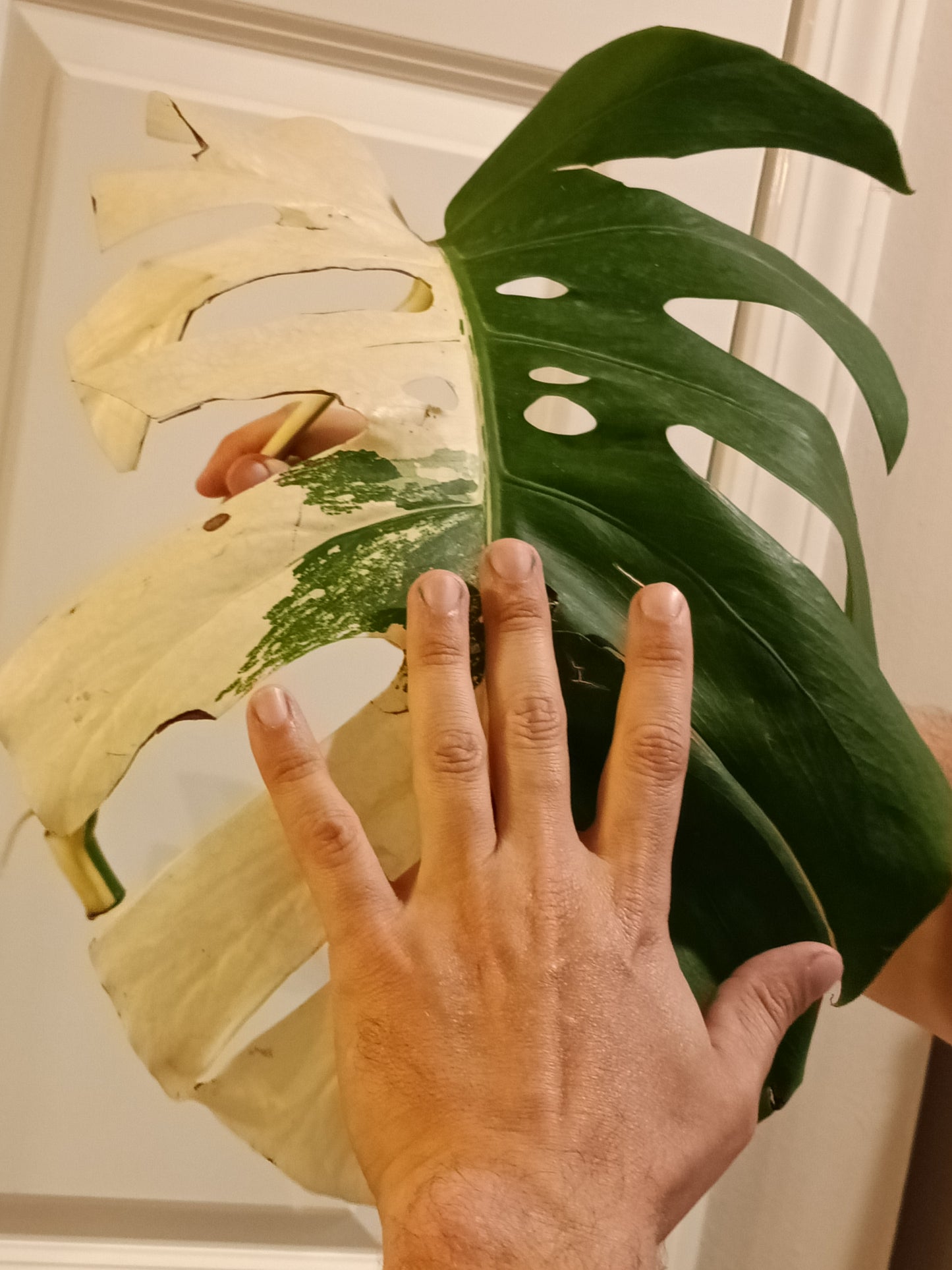 Huge Monstera Albo Mid Cut Reserved Hailey McMurry