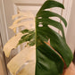 Huge Monstera Albo Mid Cut Reserved Hailey McMurry