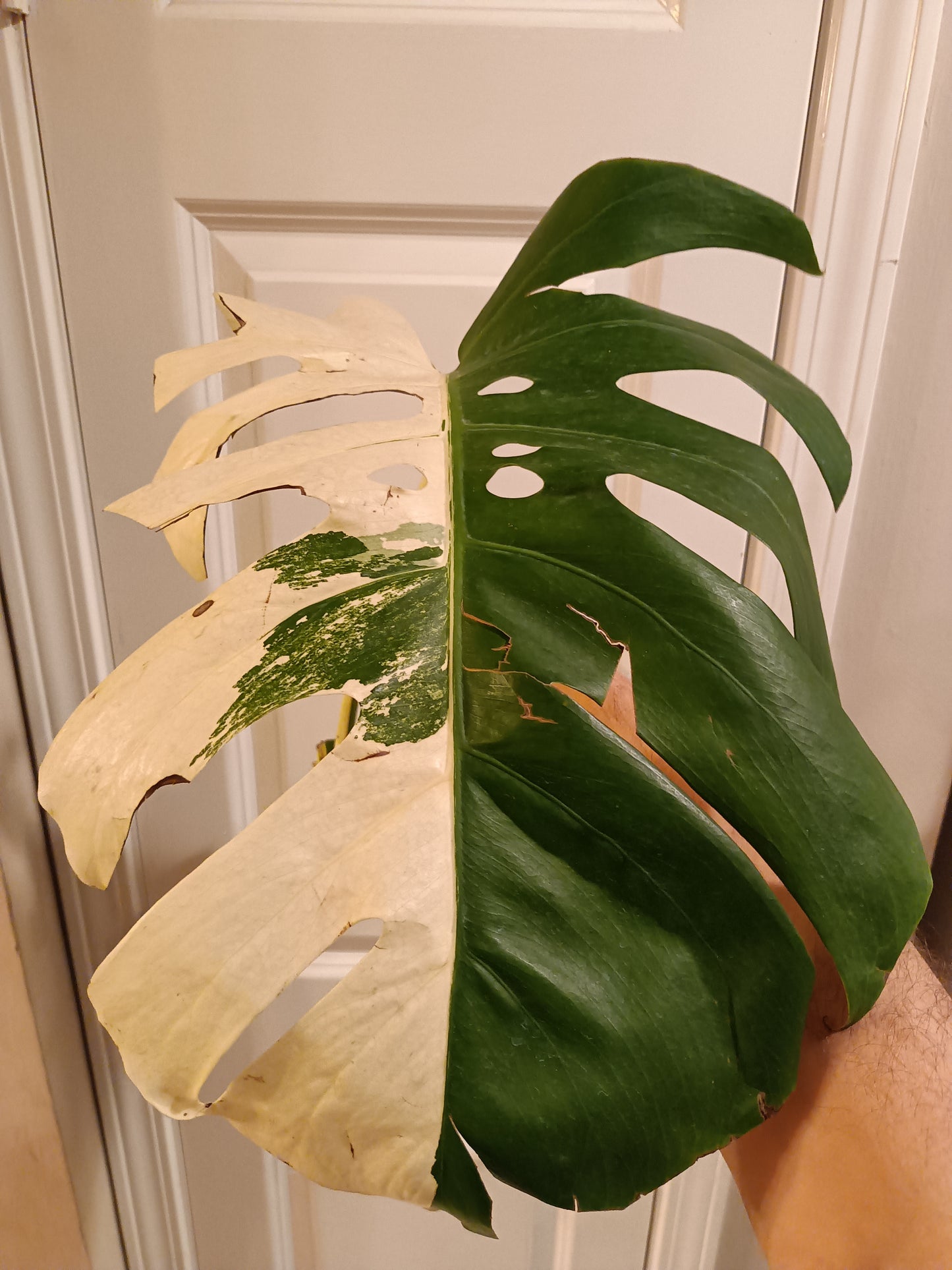 Huge Monstera Albo Mid Cut Reserved Hailey McMurry