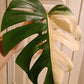 Beautiful Monstera Albo Mid Cut