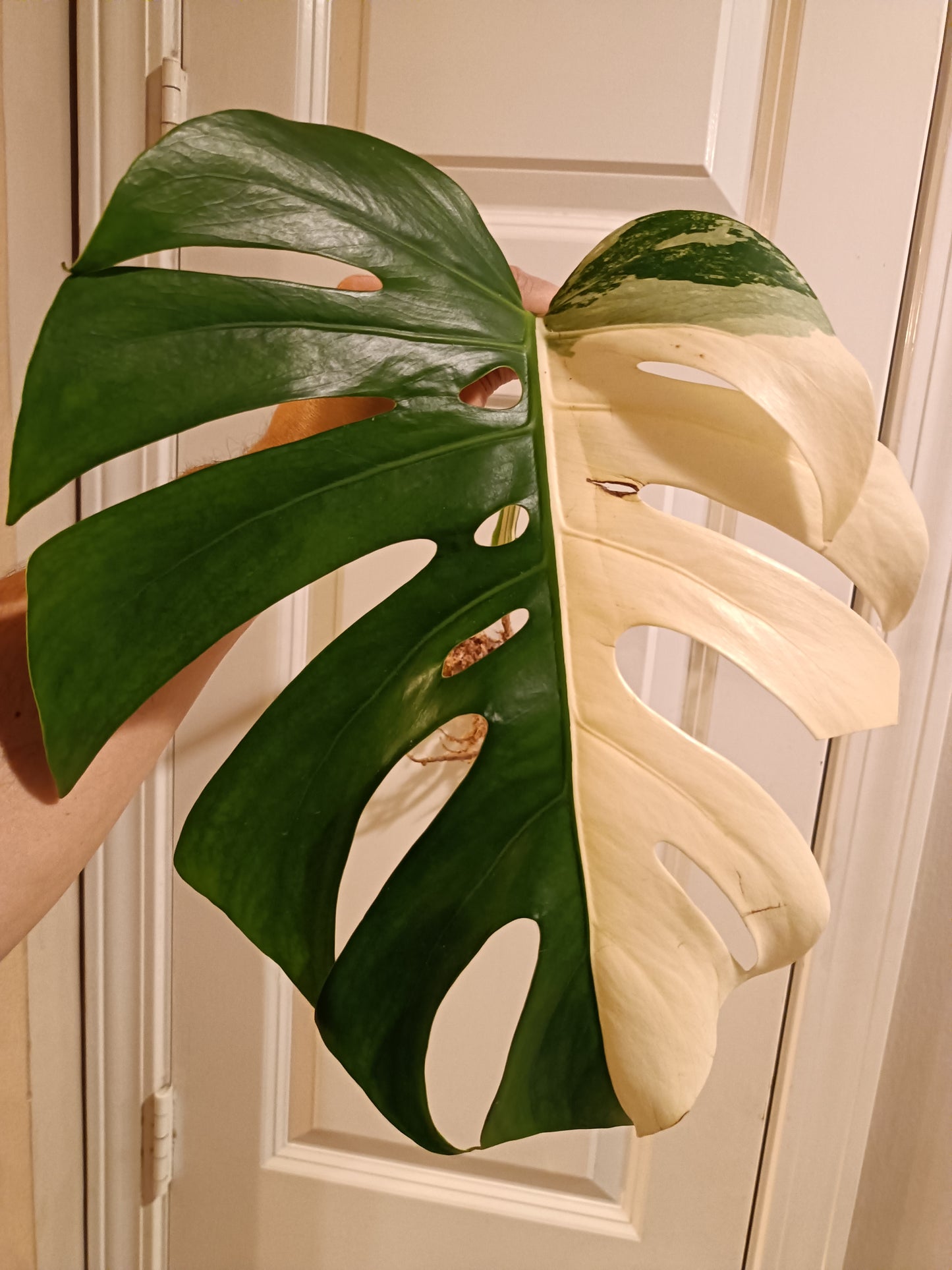 Beautiful Monstera Albo Mid Cut