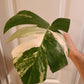 Monstera mid cut