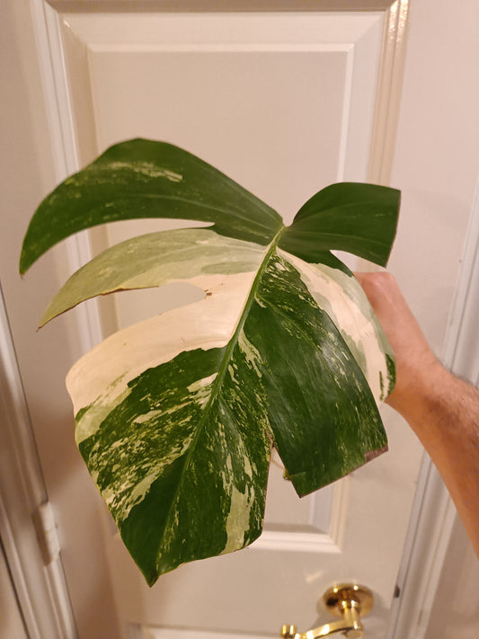 Monstera mid cut