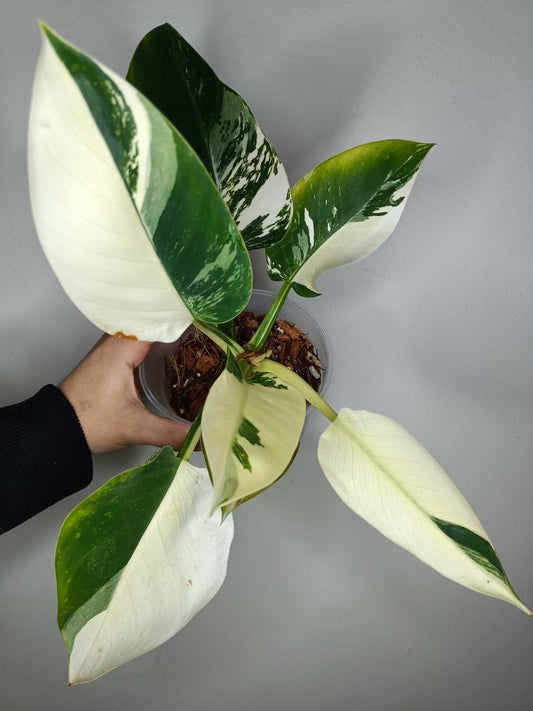 Philodendron Green Congo Var.