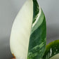 Philodendron Green Congo Var.