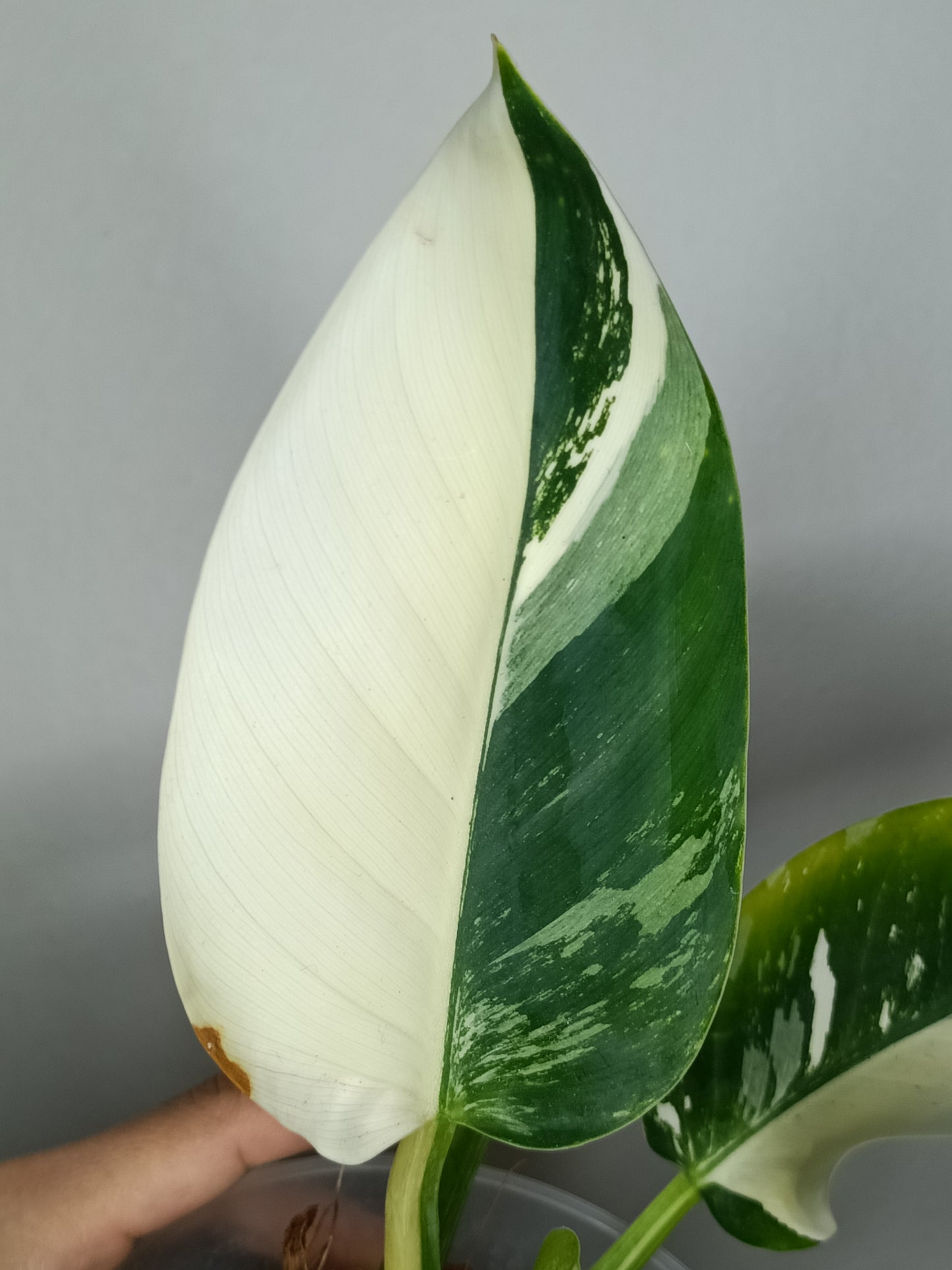 Philodendron Green Congo Var.