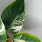 Philodendron Green Congo Var.