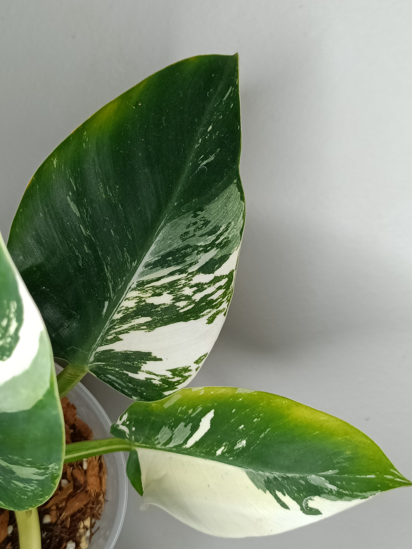 Philodendron Green Congo Var.