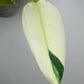 Philodendron Green Congo Var.