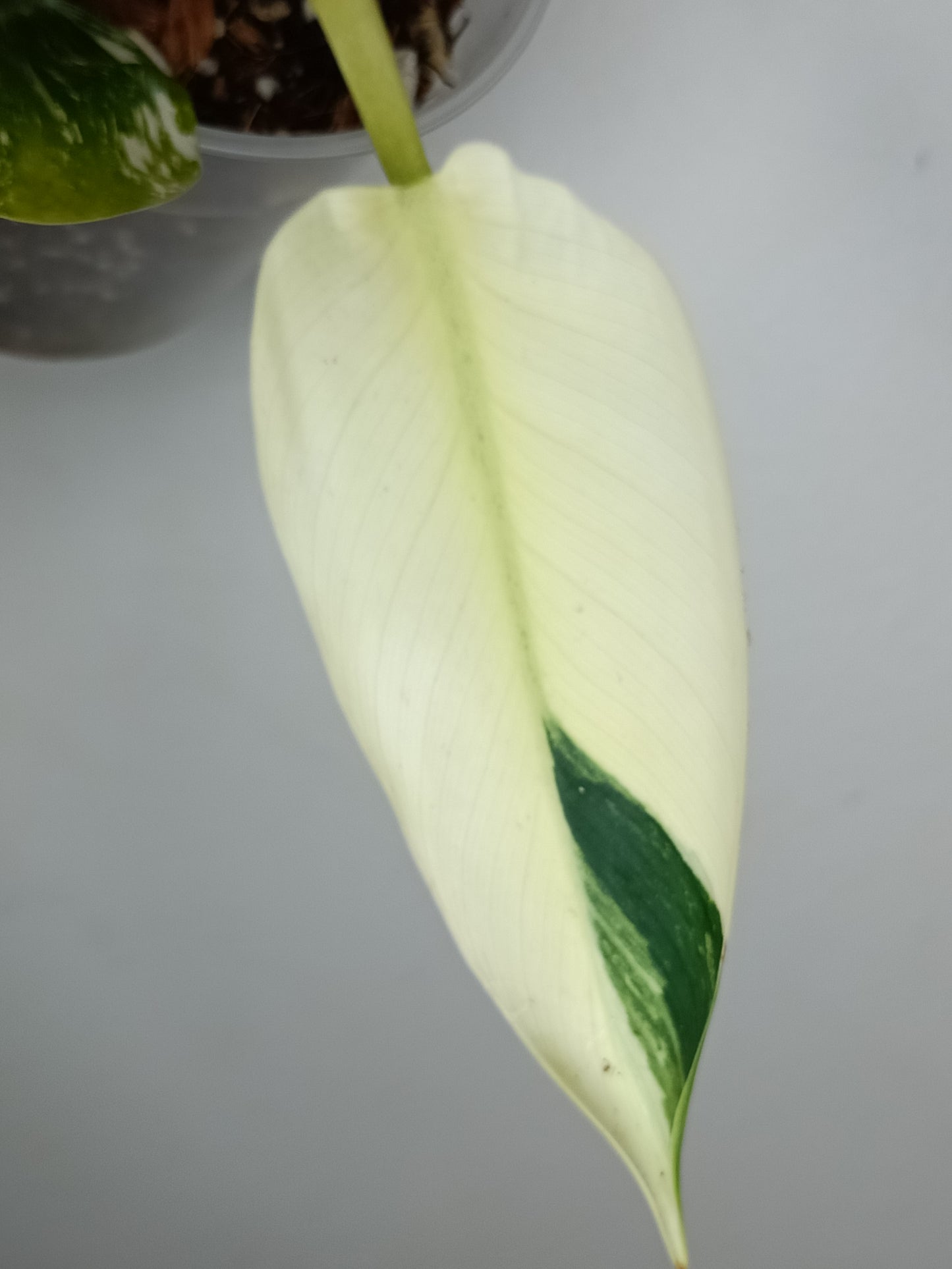 Philodendron Green Congo Var.