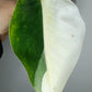 Philodendron Green Congo Var.