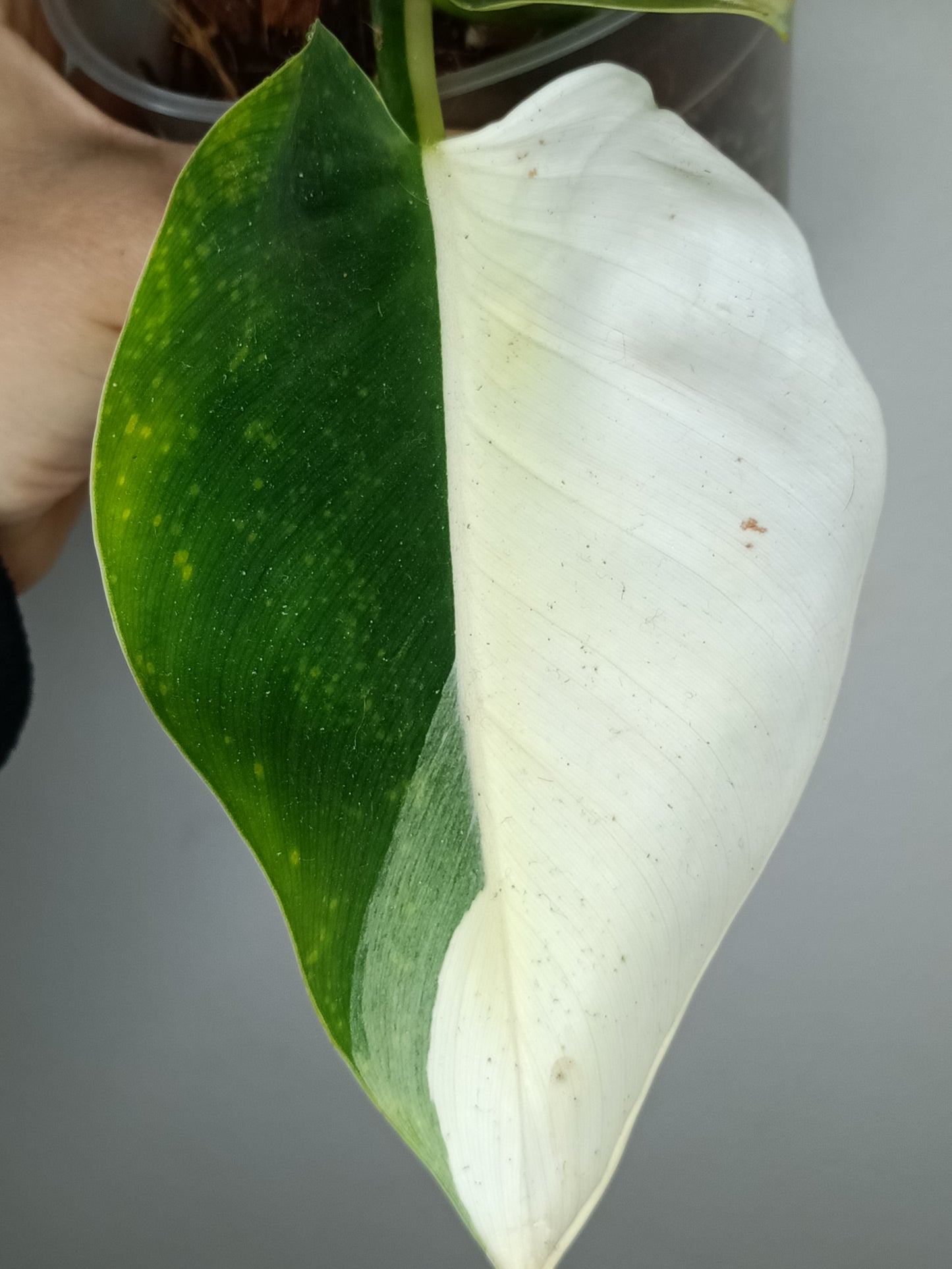 Philodendron Green Congo Var.