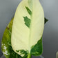 Philodendron Green Congo Var.