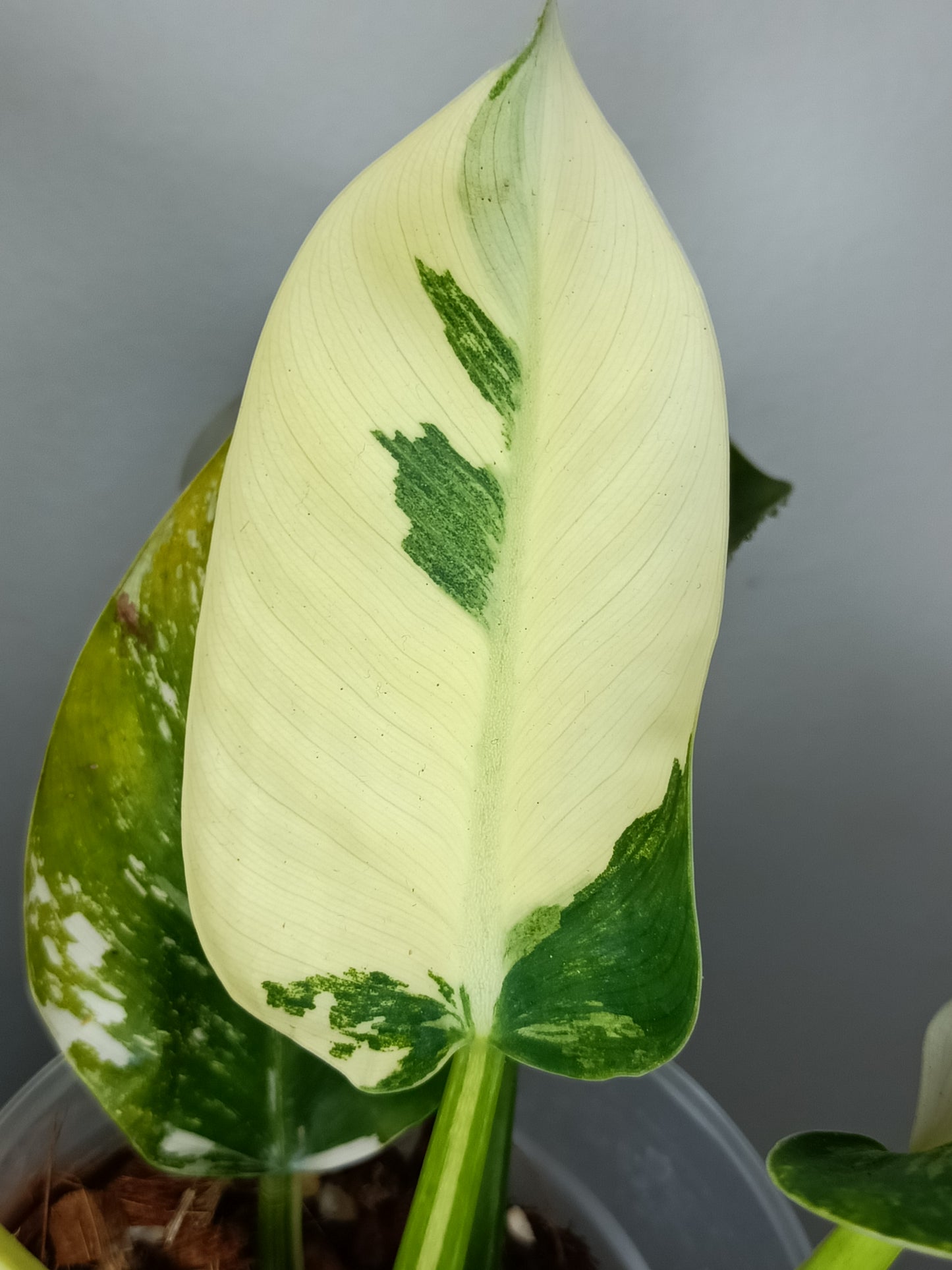 Philodendron Green Congo Var.