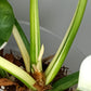 Philodendron Green Congo Var.