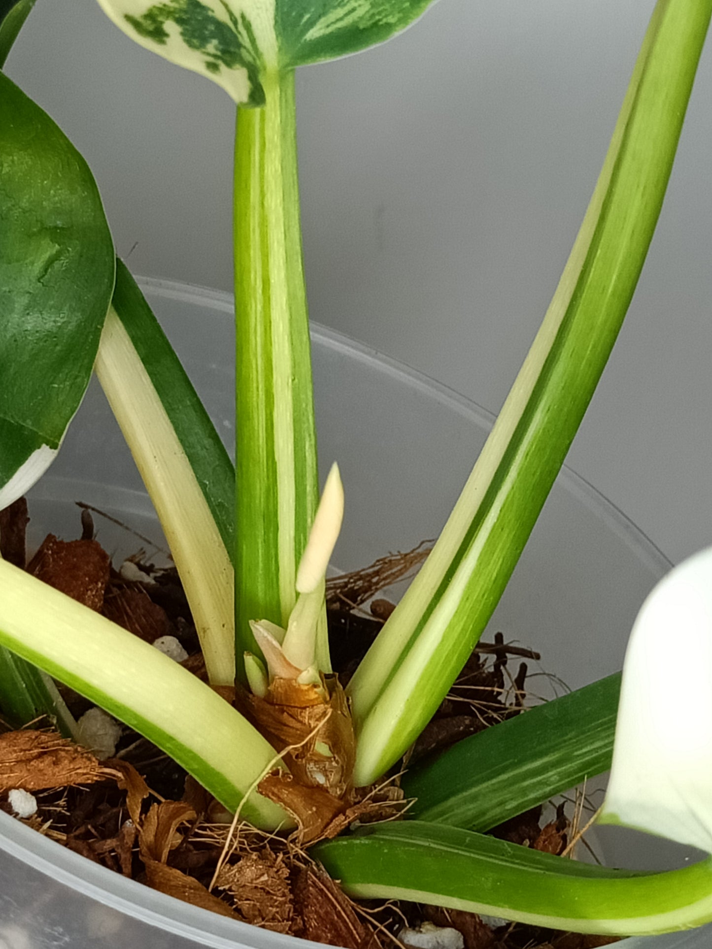 Philodendron Green Congo Var.