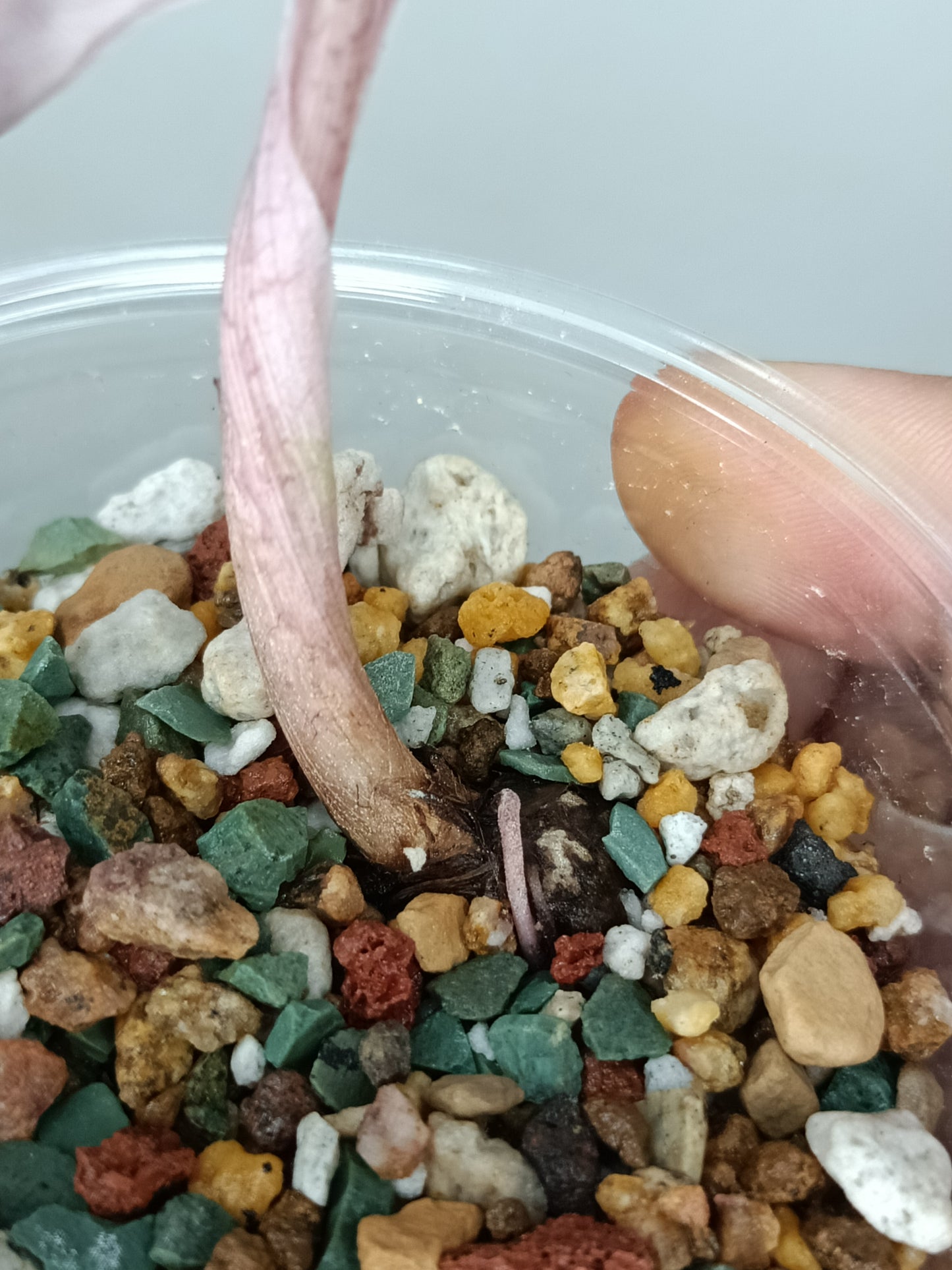 Alocosia Amazonica Pink