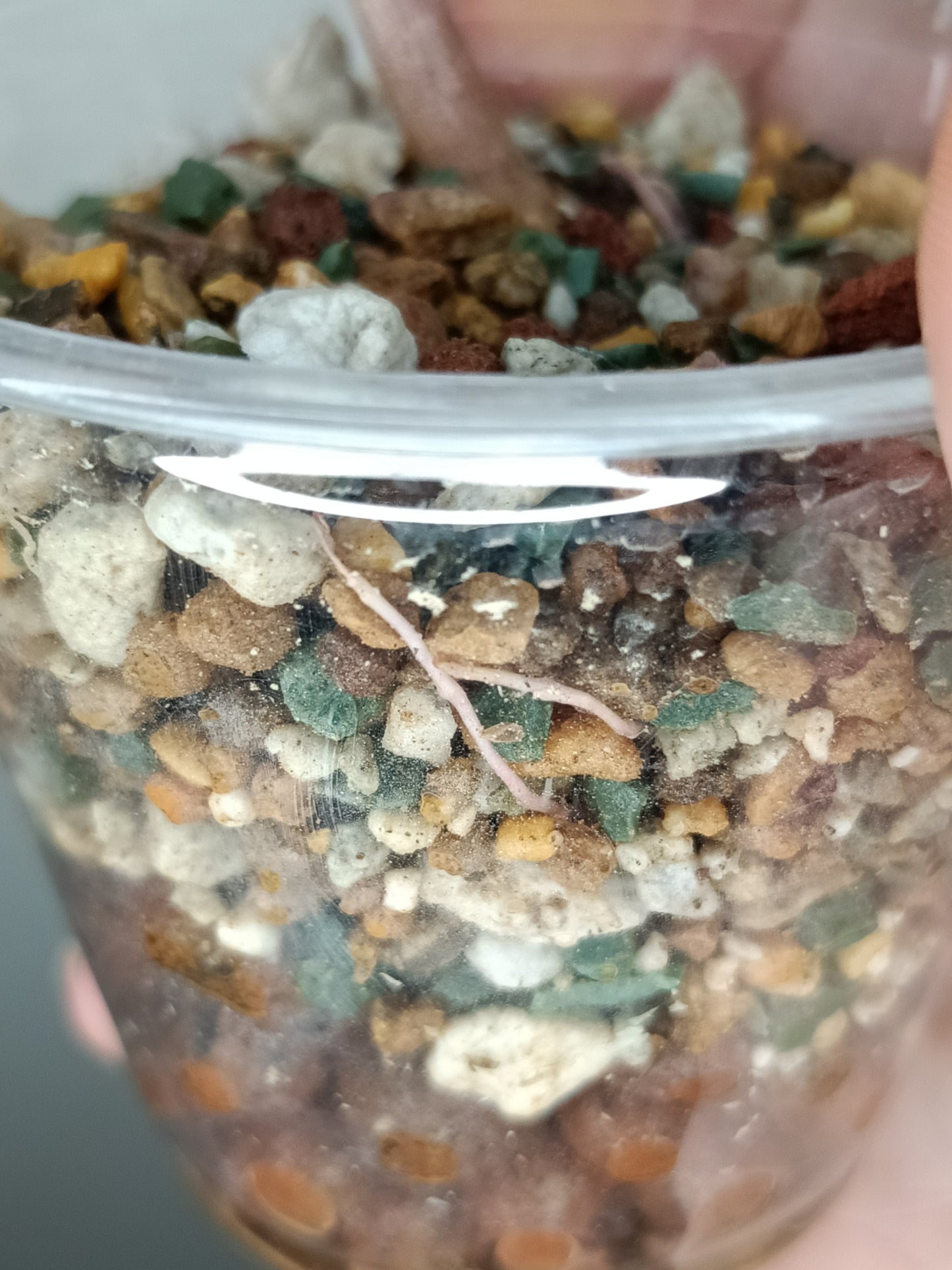 Alocosia Amazonica Pink