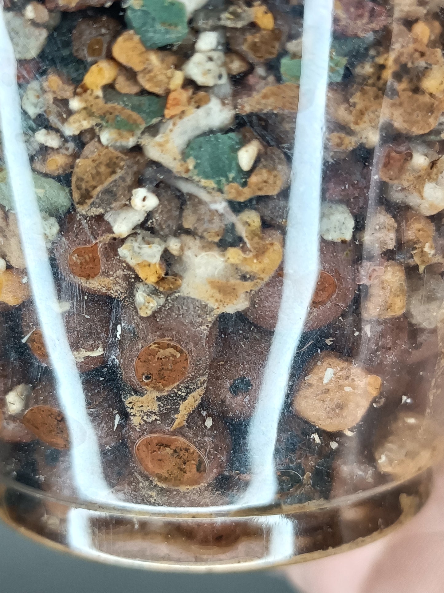 Alocosia Amazonica Pink