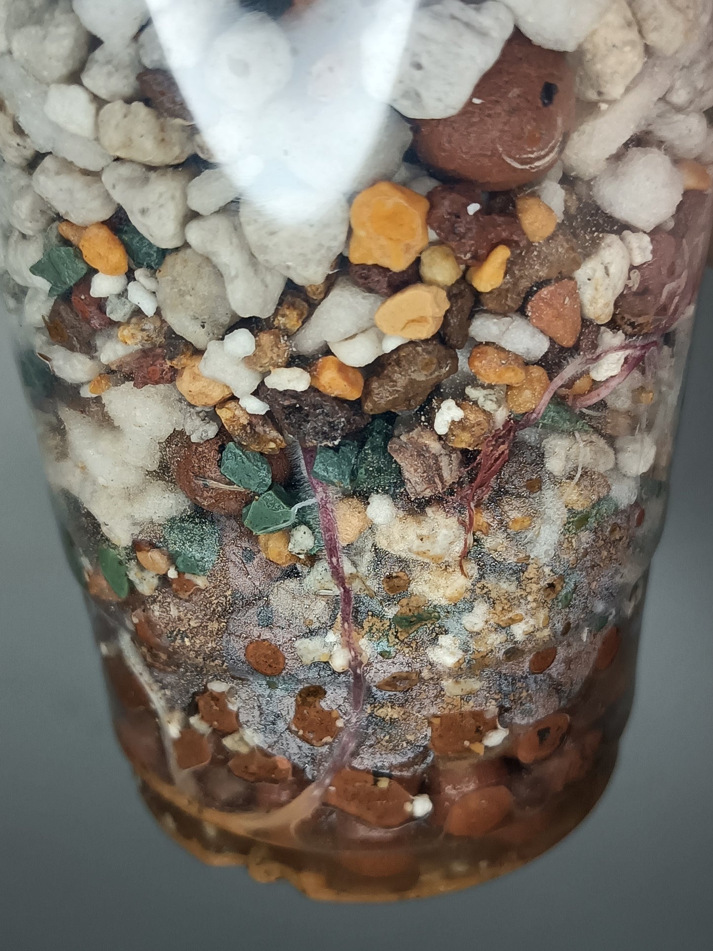 Alocosia serendipity Deb Strurgeon